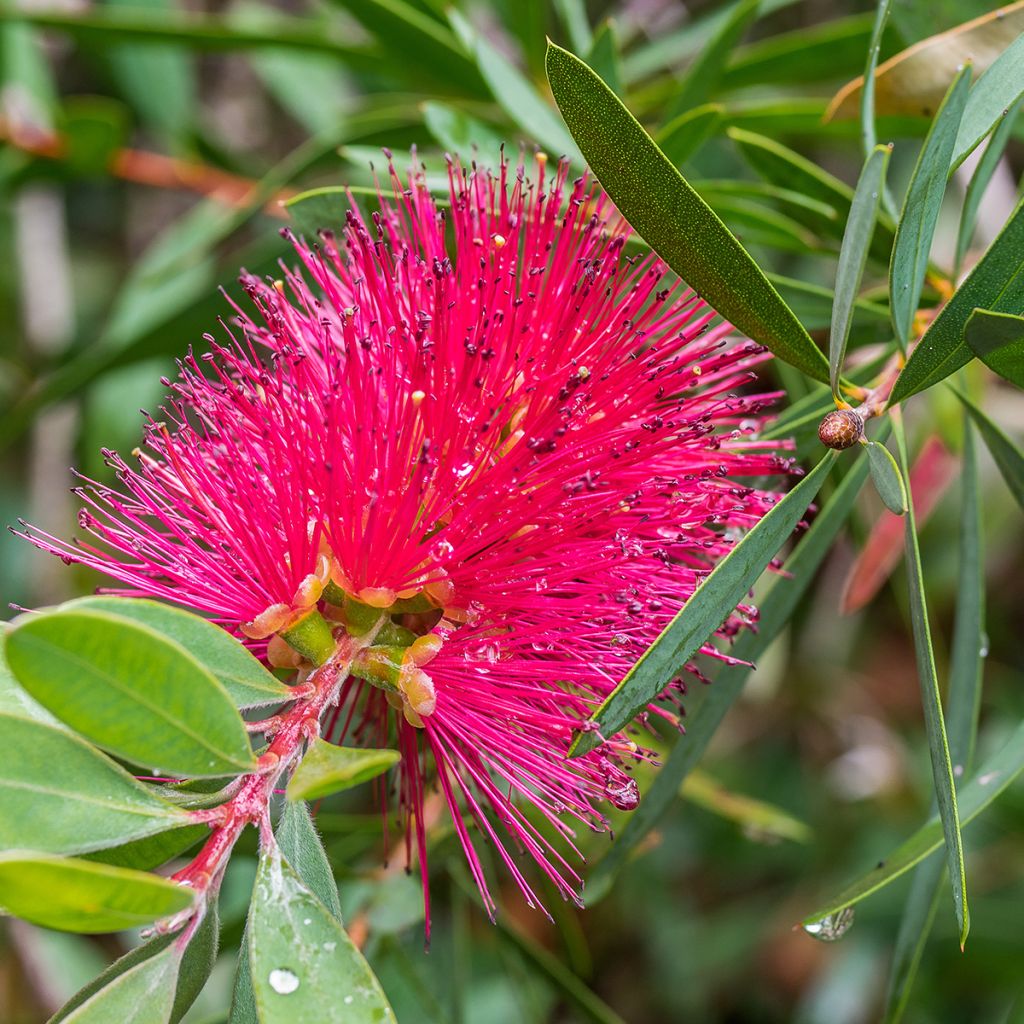 Callistemon viminalis Hot Pink – Rince bouteille
