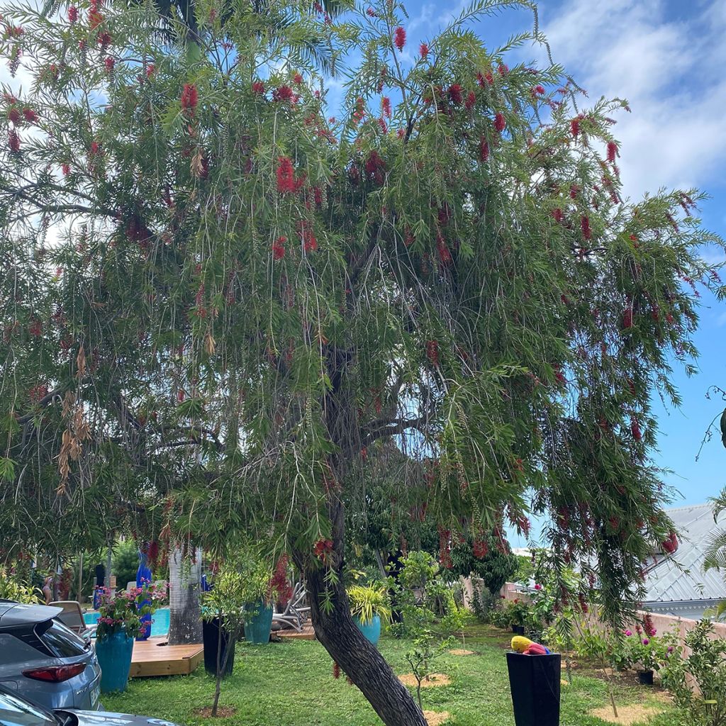 Callistemon viminalis Hannah Ray - Rince-bouteille