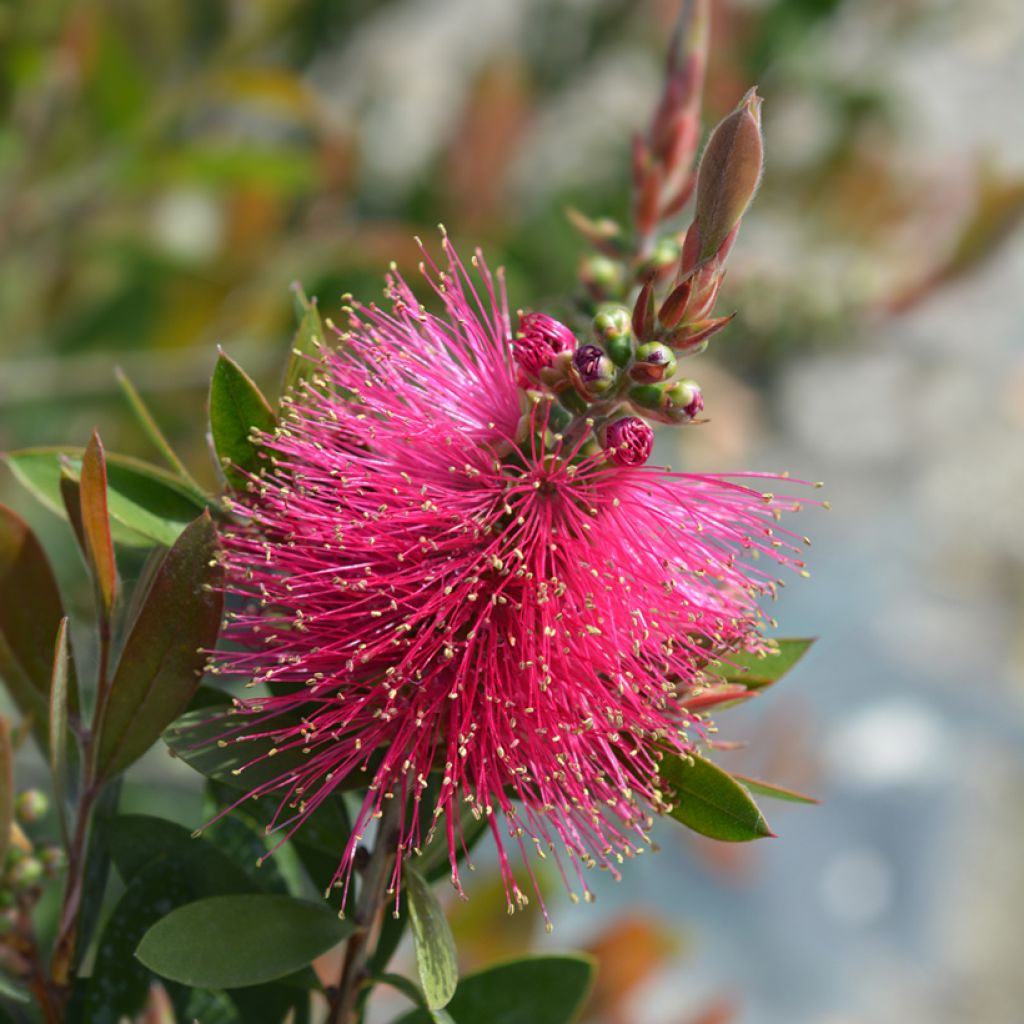 Callistemon viminalis Hot Pink – Rince bouteille