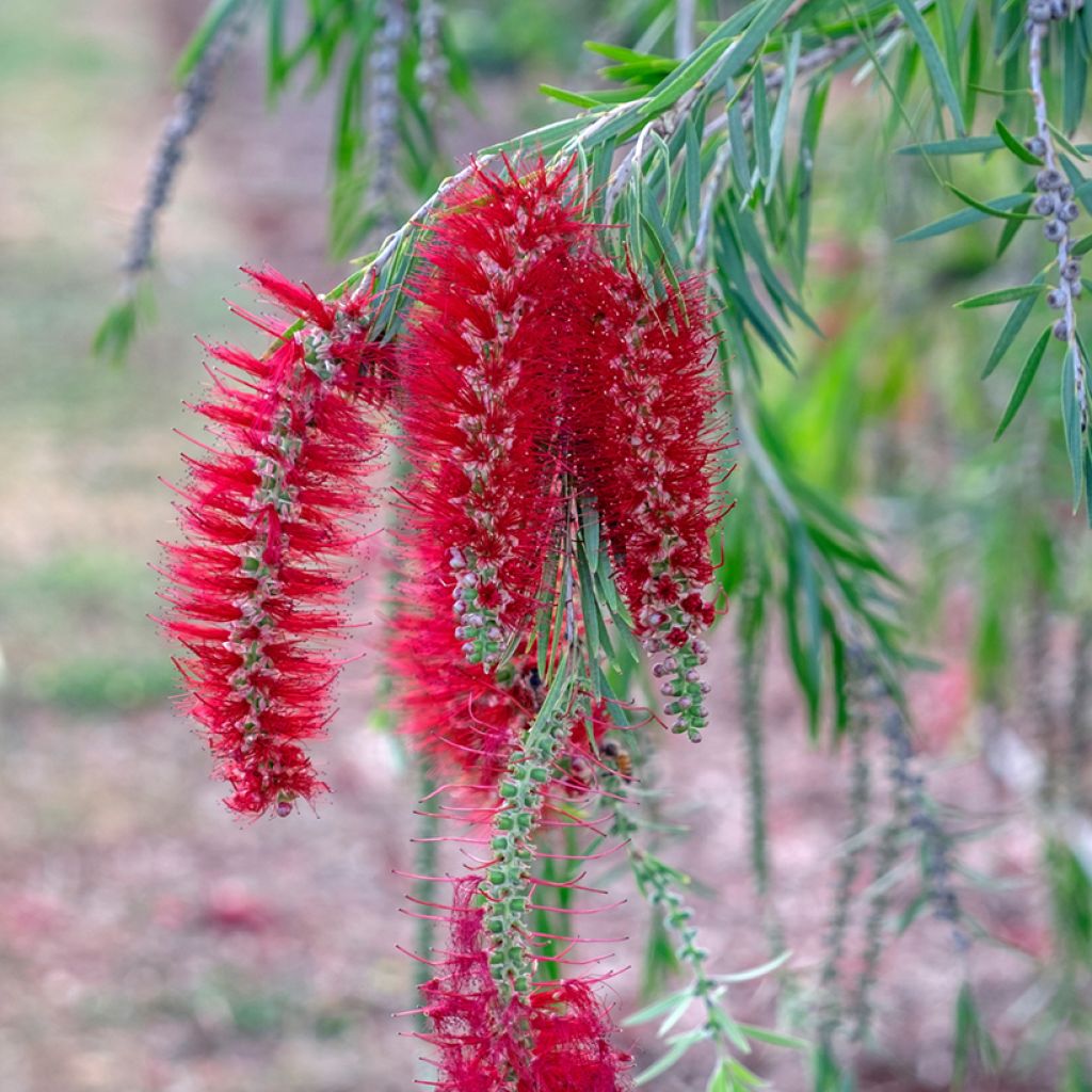 Callistemon viminalis - Rince-bouteille