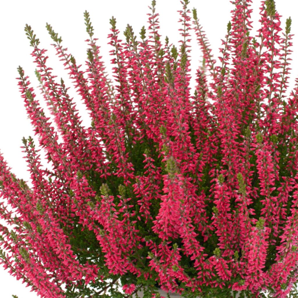 Bruyère d'été - Calluna Garden Girls Franca