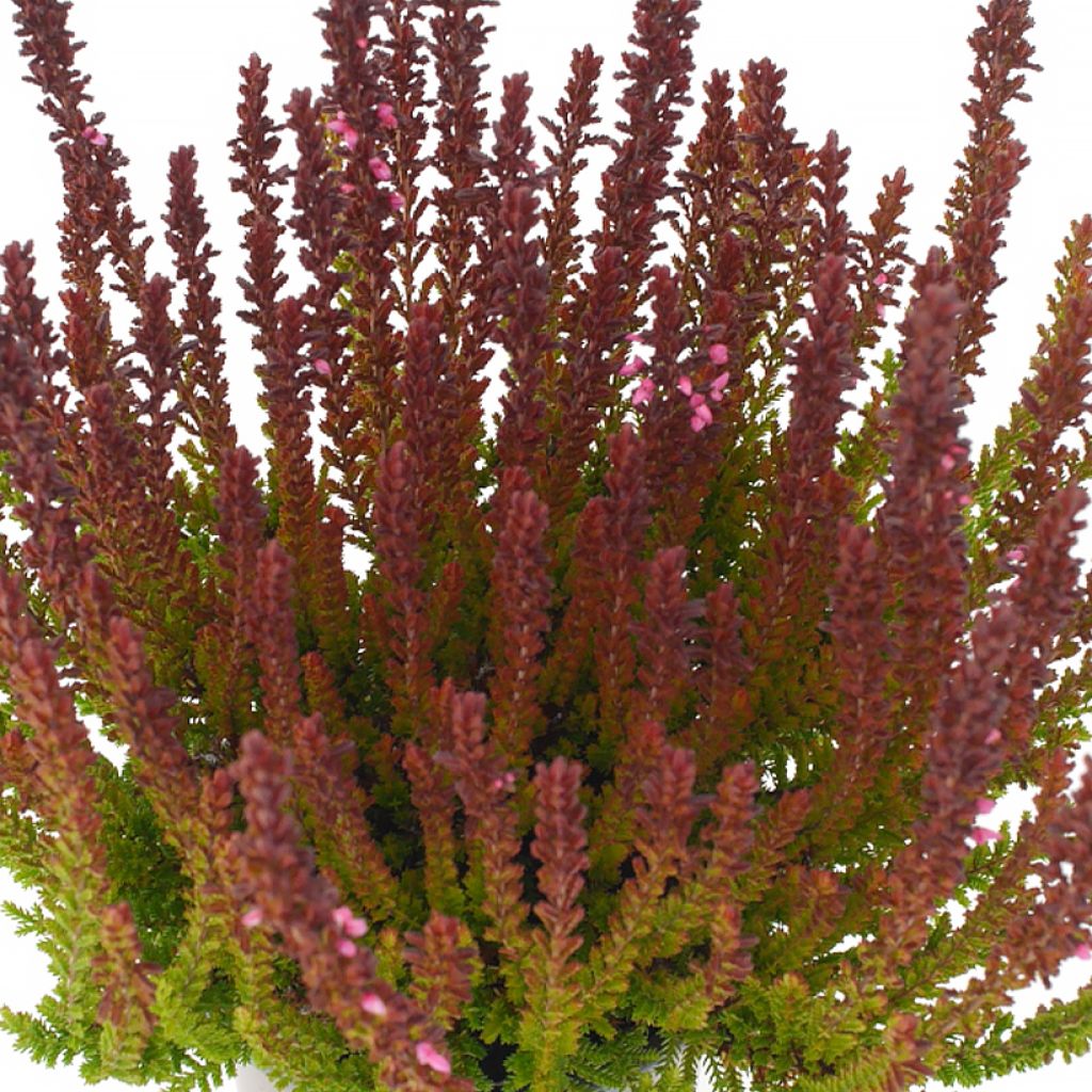 Bruyère d'été - Calluna Garden Girls Zorina
