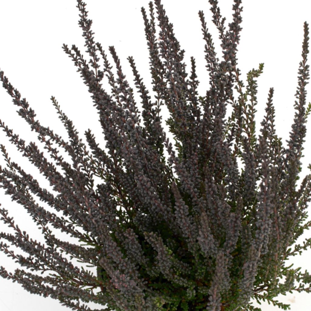 Bruyère d'été - Calluna Garden Girls Zulu