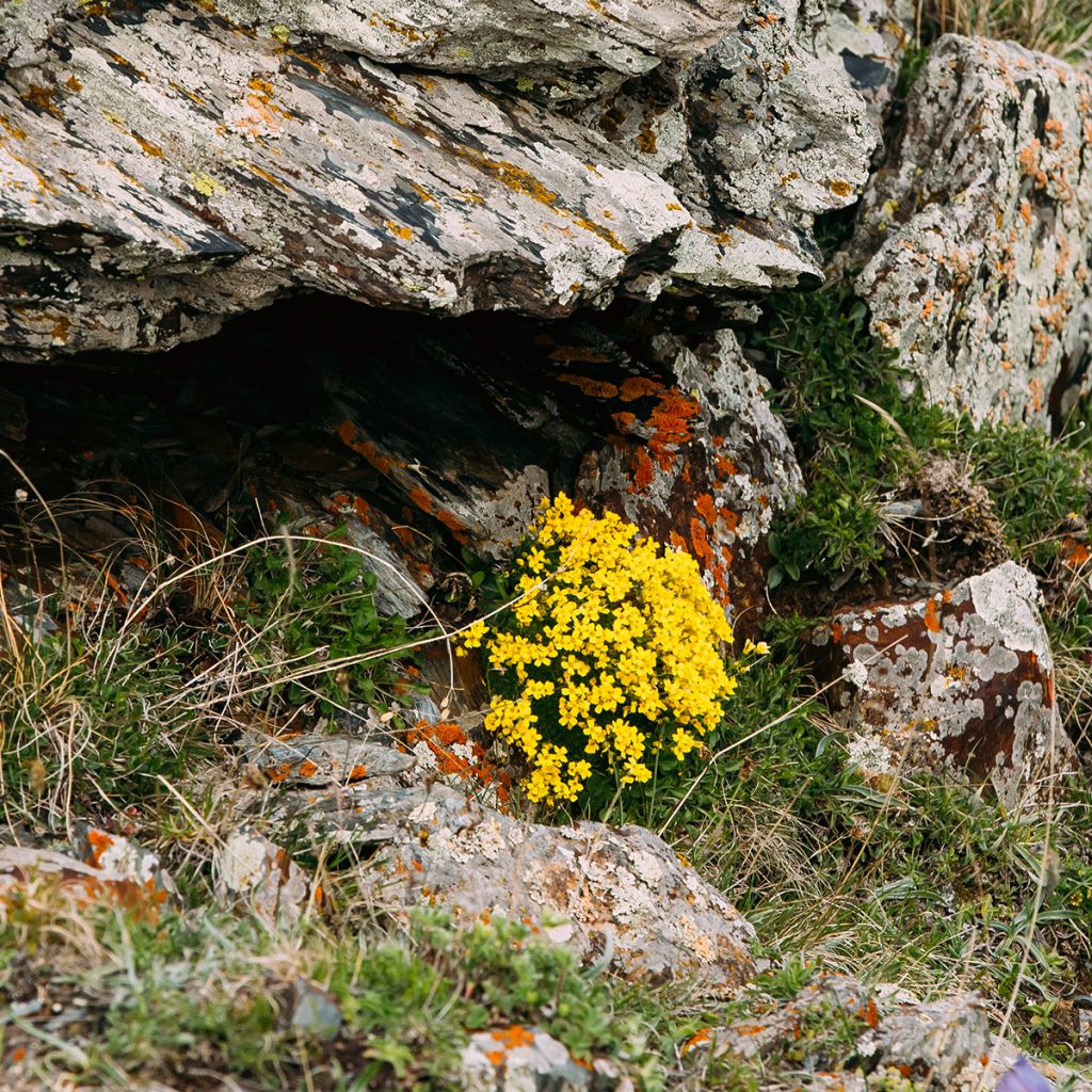 Caltha palustris Polypetala - Populage - Souci des marais