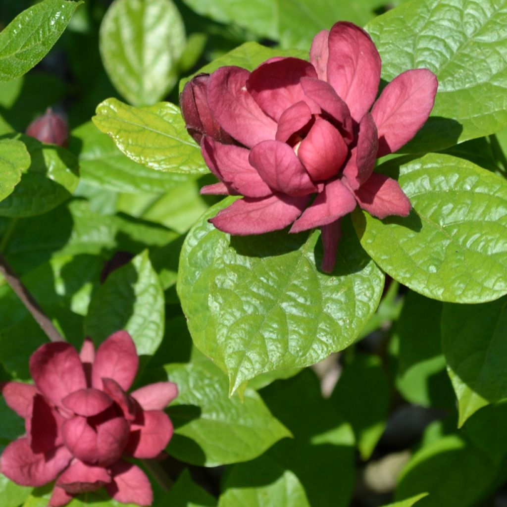 Calycanthus raulstonii Hartlage Wine - Arbre aux anémones