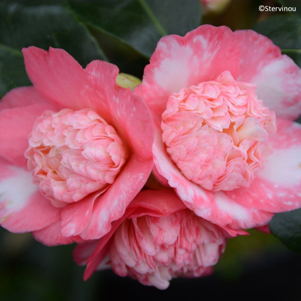 Camélia Baby Sis Pink - Camellia japonica