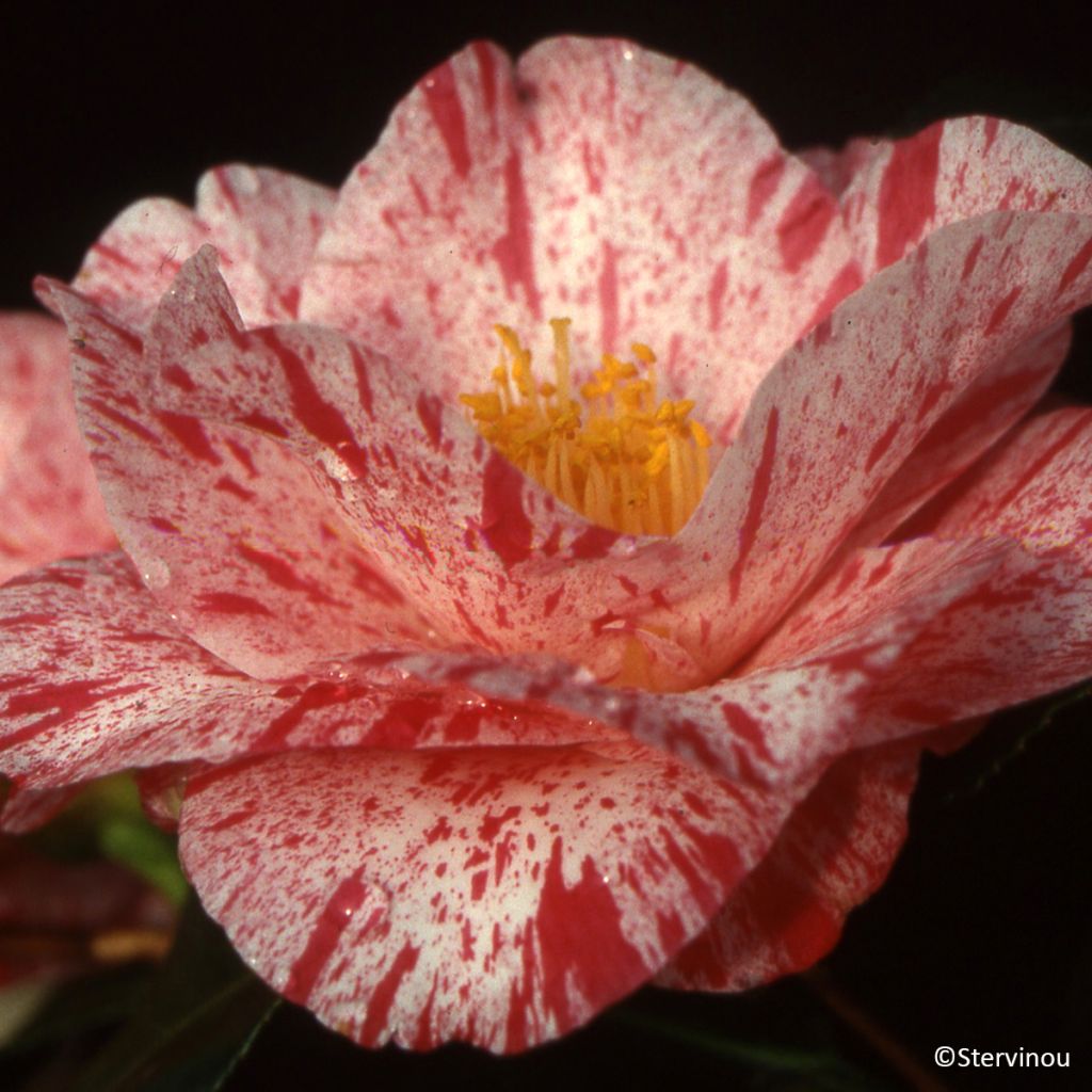 Camélia Betty Foy Sanders - Camellia japonica
