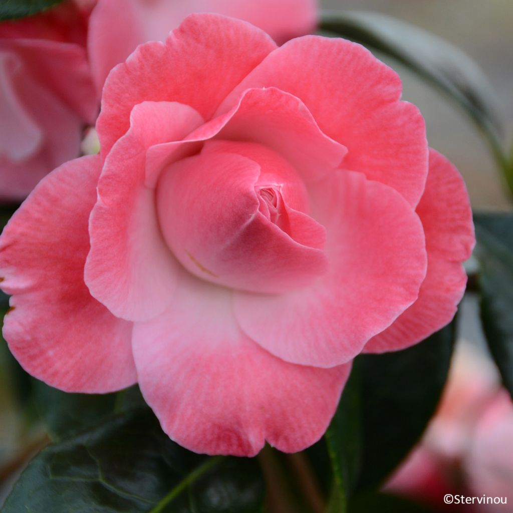 Camélia Buttons N Bows - Camellia x williamsii