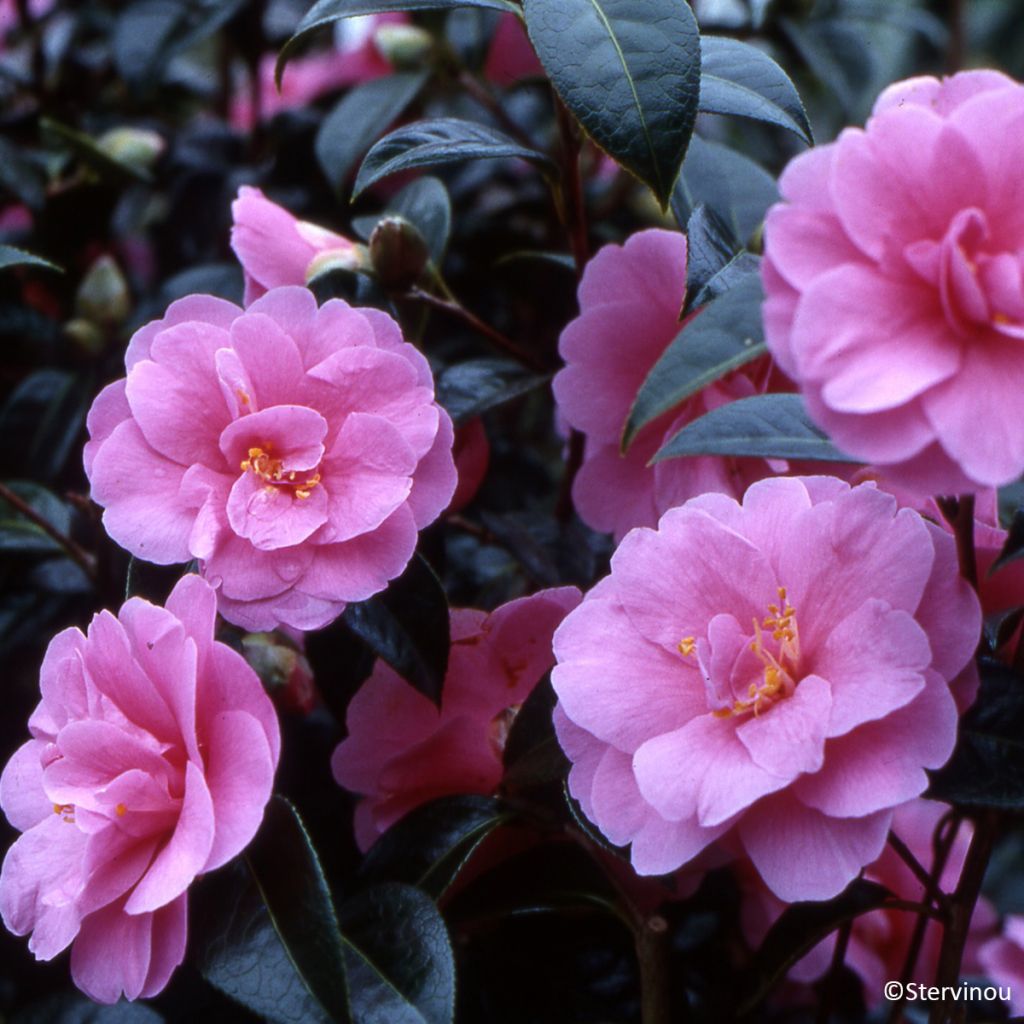 Camélia Inspiration - Camellia x reticulata