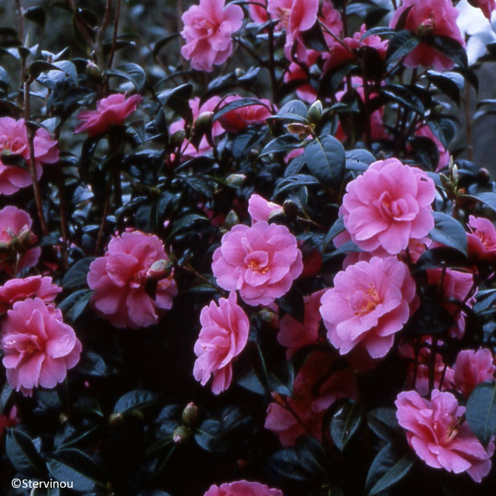 Camélia Inspiration - Camellia x reticulata