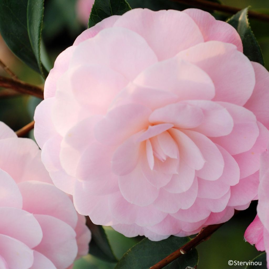Camélia Mimosa Jury - Camellia x williamsii