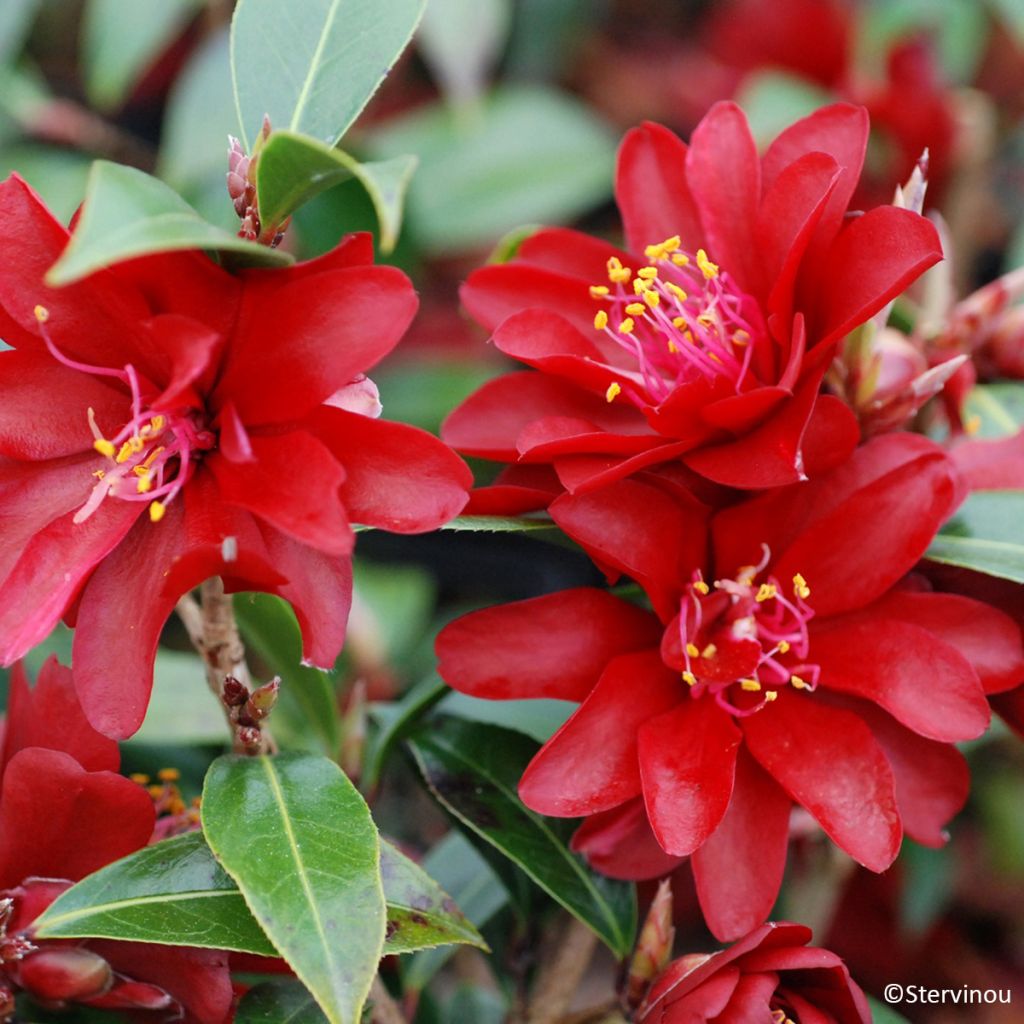 Camélia Night Rider - Camellia x williamsii