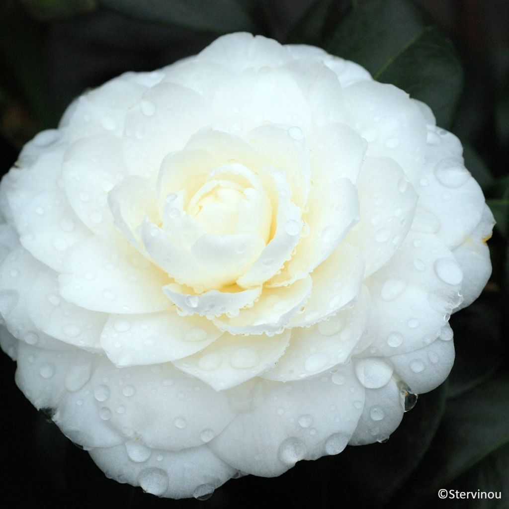 Camélia Satsuma - Camellia japonica