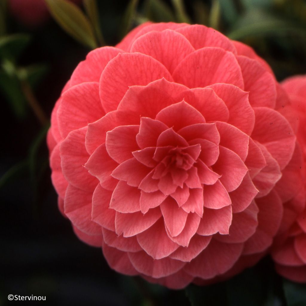 Camélia Spring Formal - Camellia japonica