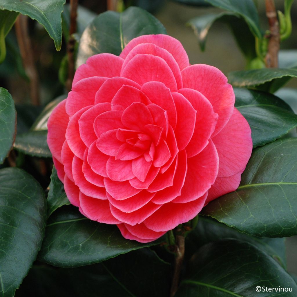Camélia Tada Meibi - Camellia japonica
