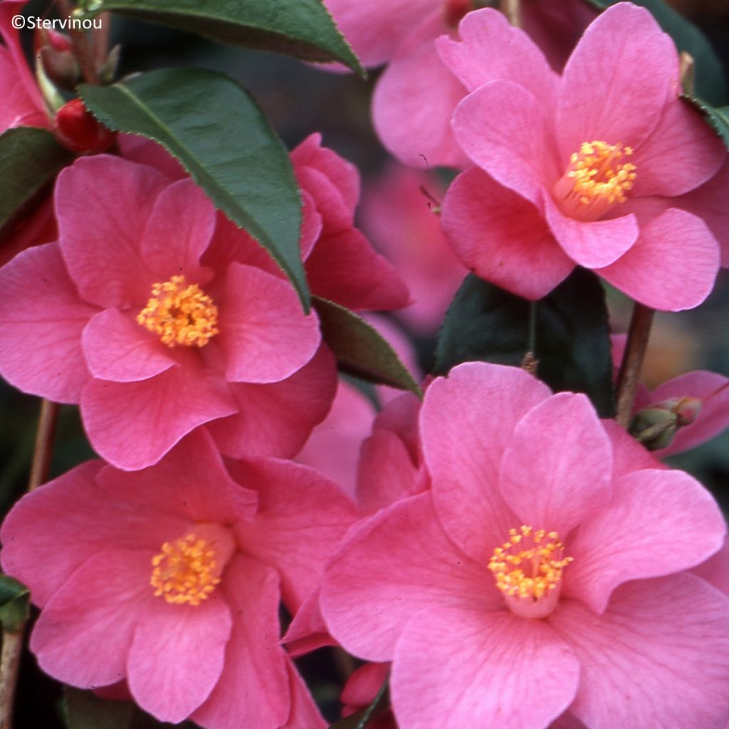 Camélia champêtre - Camellia Crimson Candles
