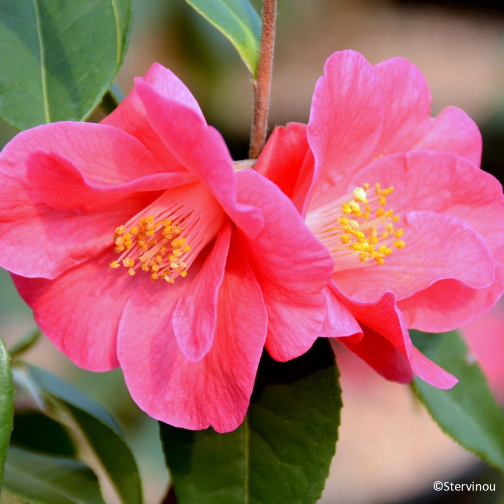 Camélia champêtre - Camellia Crimson Candles