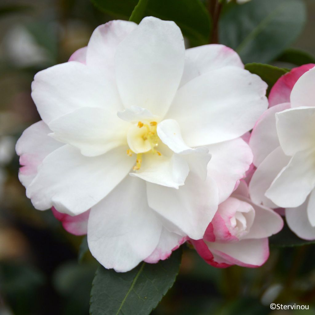 Camélia d’automne Blush – Camellia sasanqua
