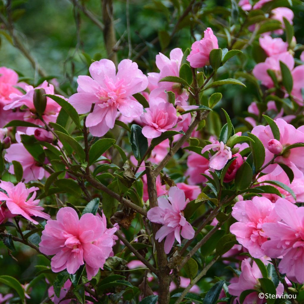 Camélia d'automne Elfin rose - Camellia x hiemalis