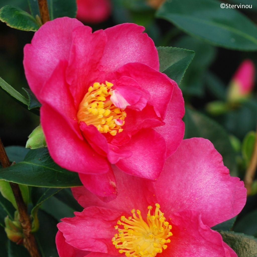 Camélia d'automne Hiryu - Camellia sasanqua