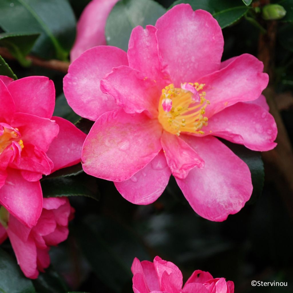 Camélia d'automne Hiryu - Camellia sasanqua