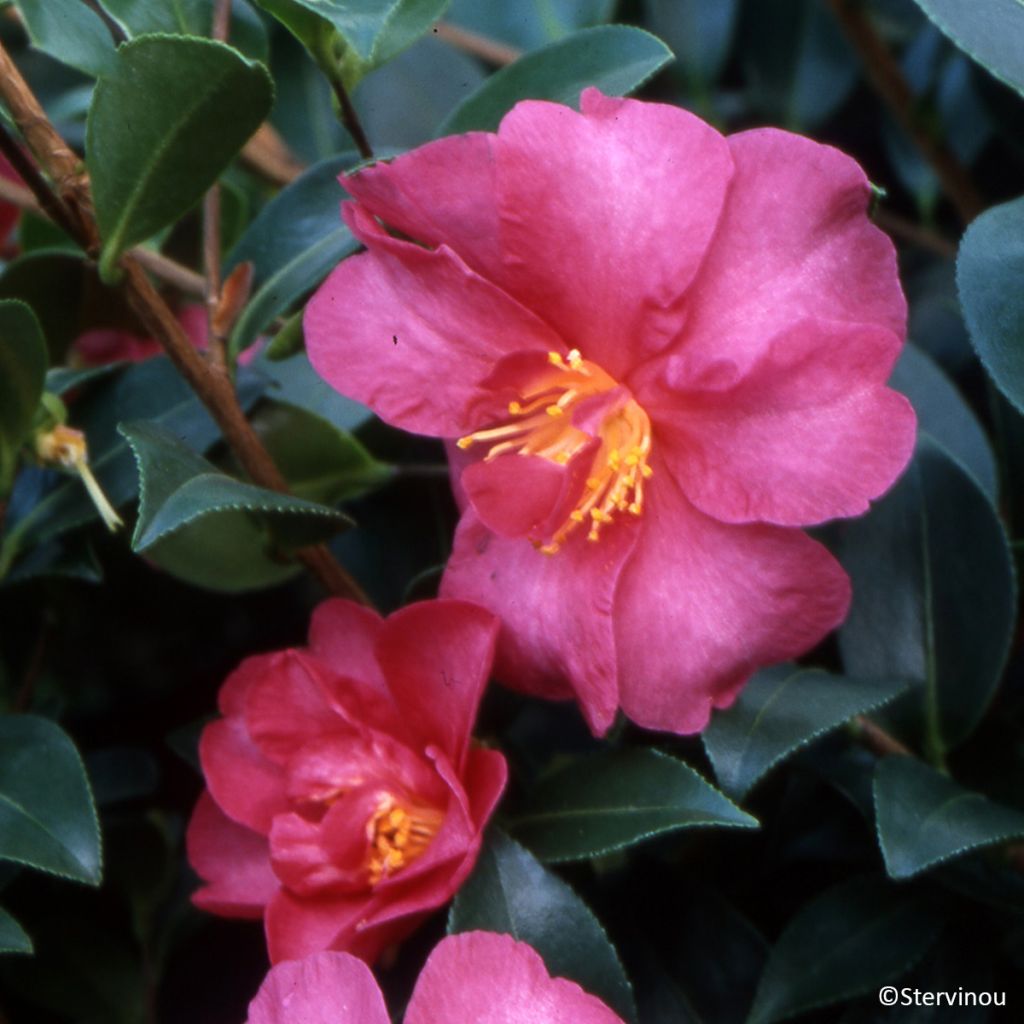 Camélia d'automne Hiryu - Camellia sasanqua
