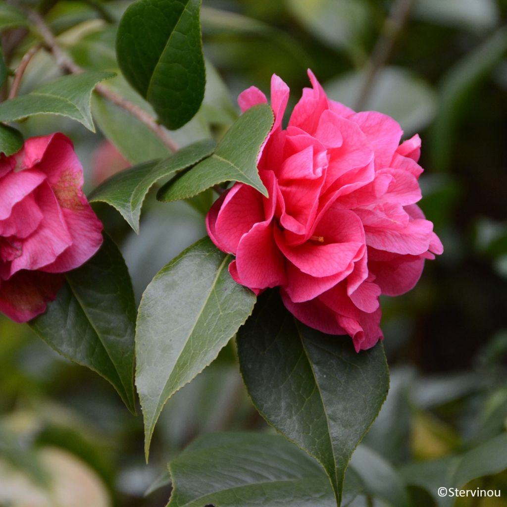 Camélia réticulé Illumination - Camellia reticulata