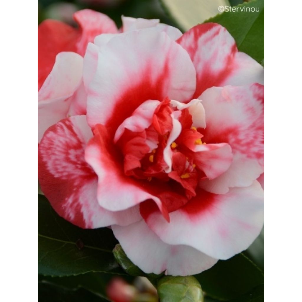 Camélia Midnight Variegated - Camellia japonica