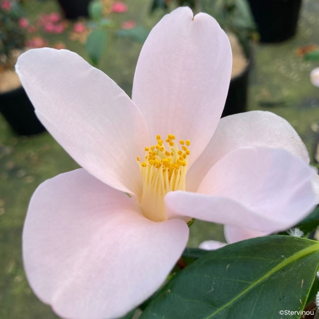 Camélia d'automne Île Vierge - Camellia sasanqua