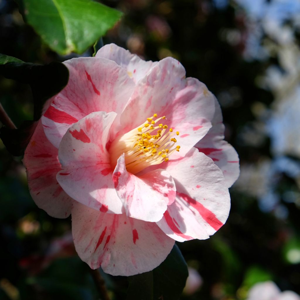 Camélia Lavinia Maggi - Camellia japonica
