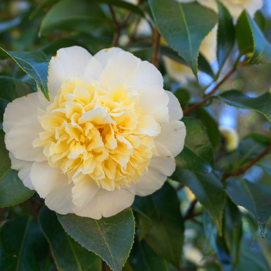 Camélia Nobilissima - Camellia japonica 