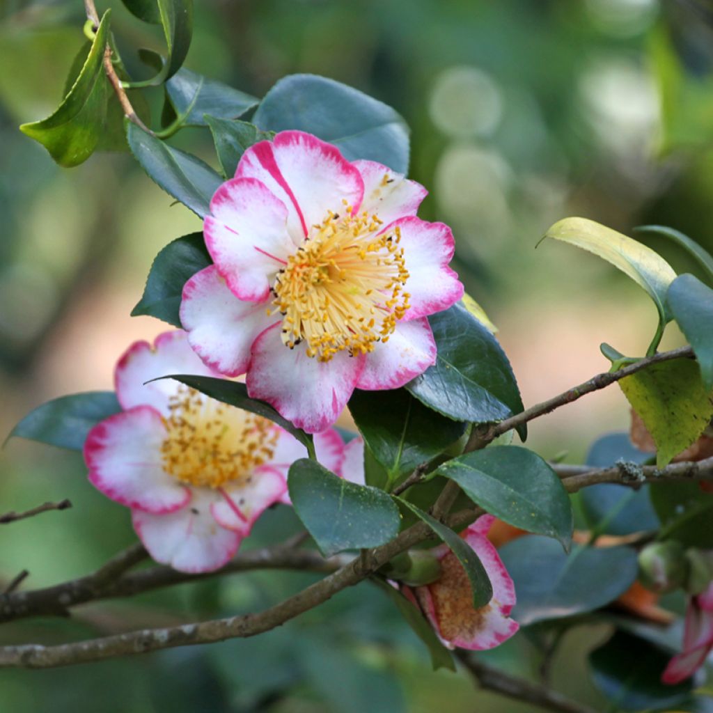 Camélia Okan - Camellia japonica de Higo