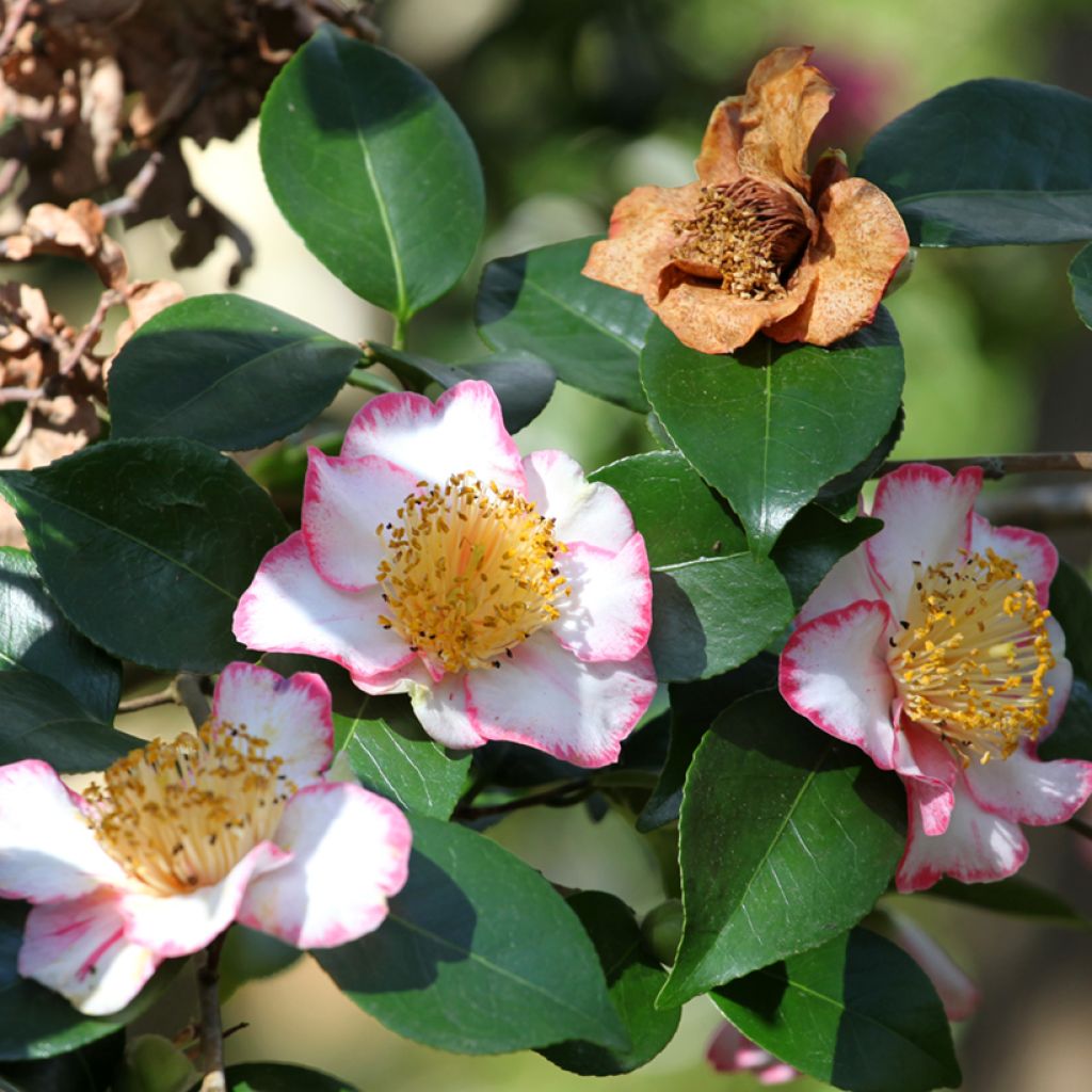 Camélia Okan - Camellia japonica de Higo