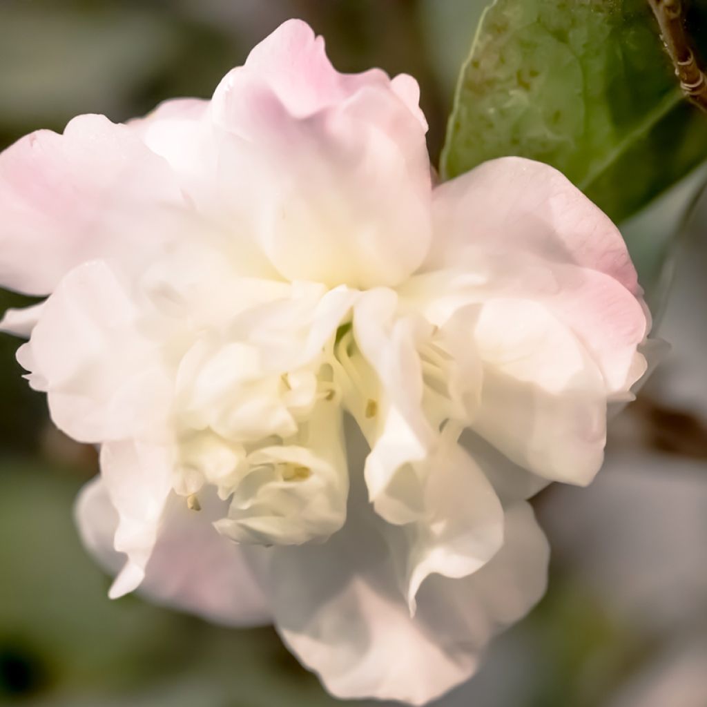 Camélia champêtre - Camellia Cinnamon Cindy