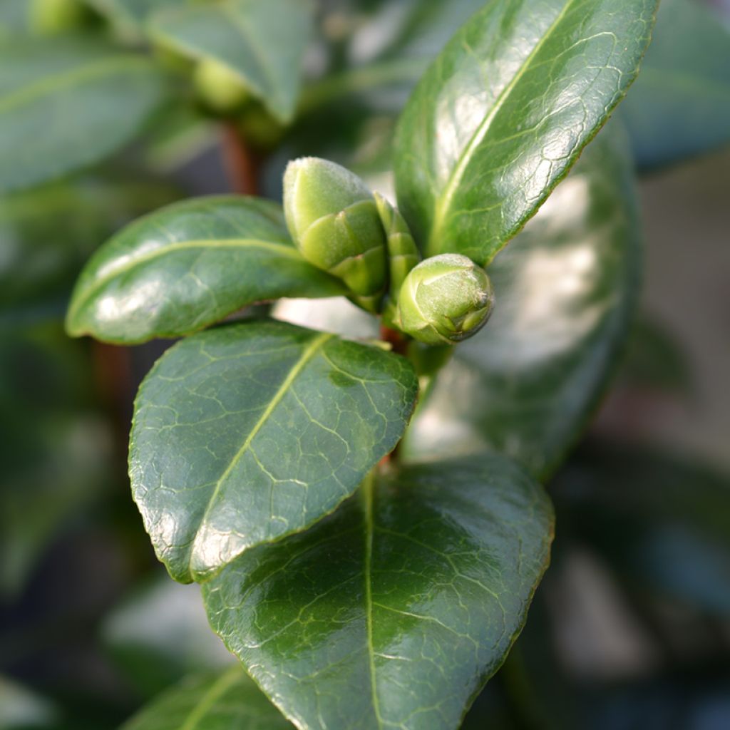 Camélia classique - Camellia Dahlonega