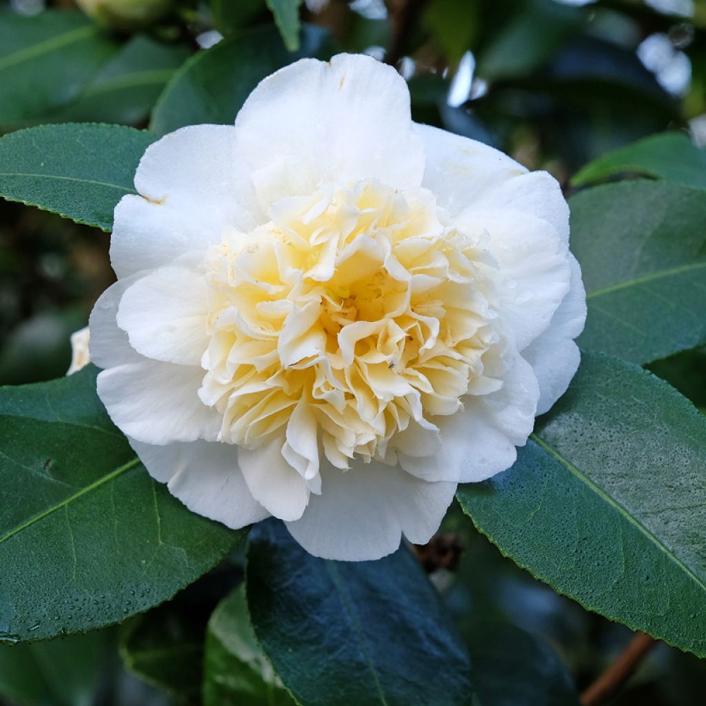 Camélia classique - Camellia Jurys Yellow