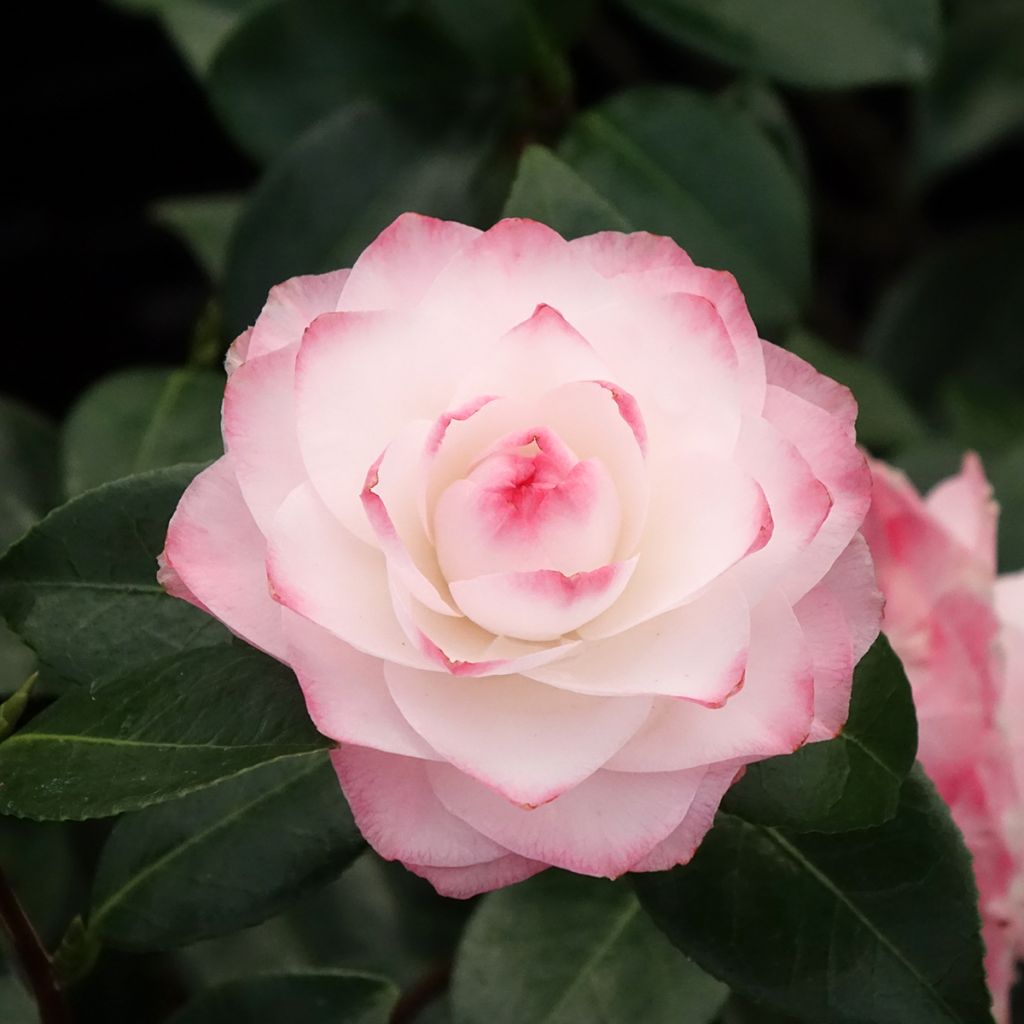 Camélia classique - Camellia Nuccio s Pearl