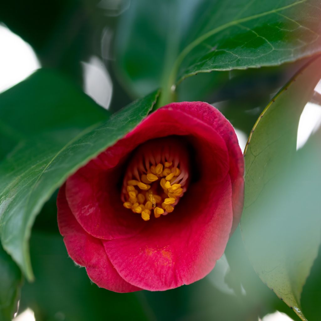 Camélia classique - Camellia Royal Velvet