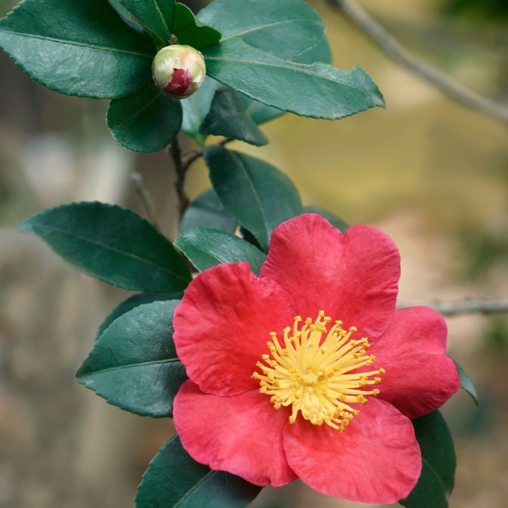 Camélia d'automne - Camellia sasanqua Yuletide