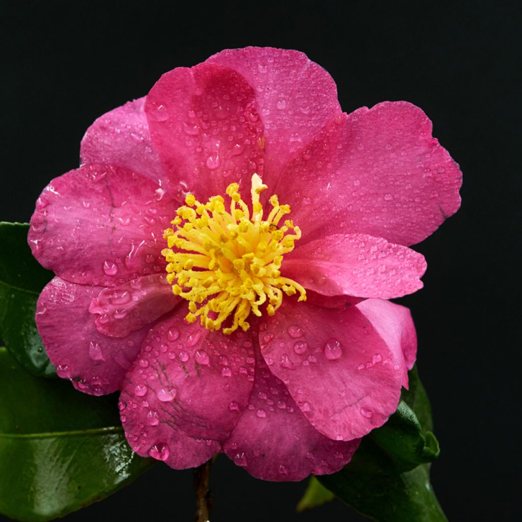 Camellia sasanqua Belinda - camélia d'automne