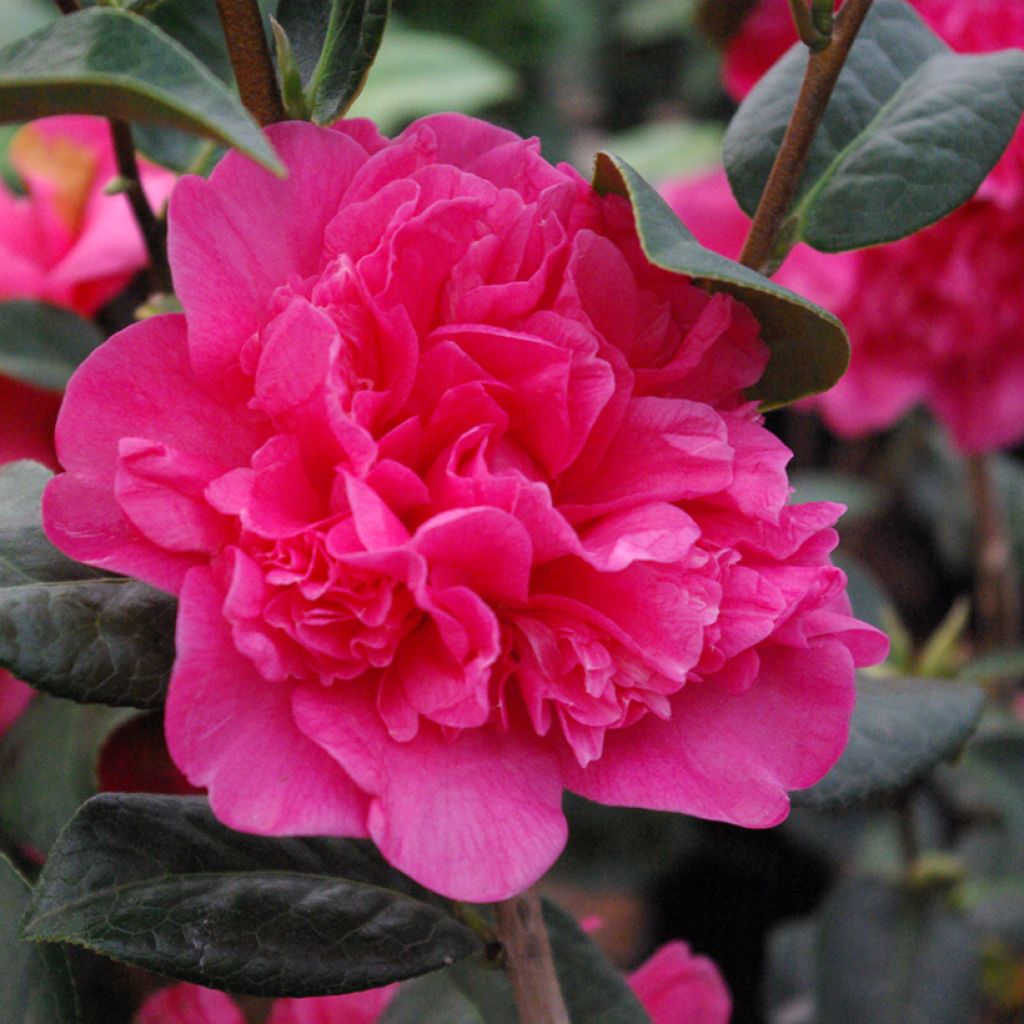 Camélia Anticipation - Camellia x williamsii