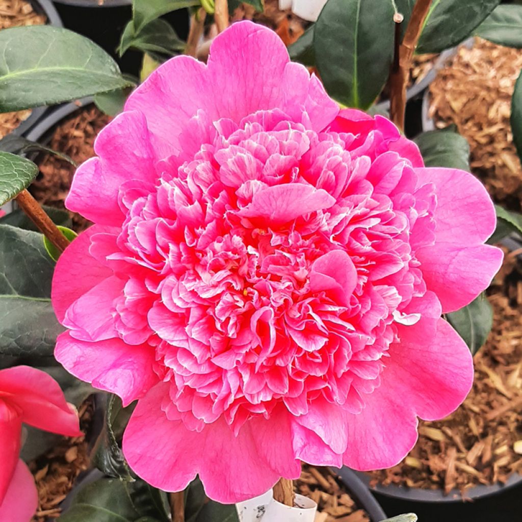 Camélia Anticipation - Camellia x williamsii