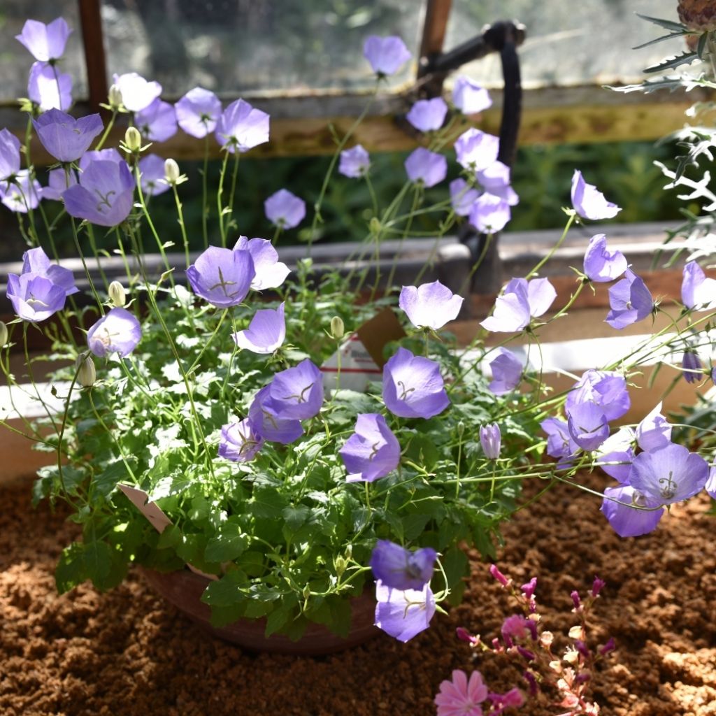 Campanule carpatica - Campanule des Carpates