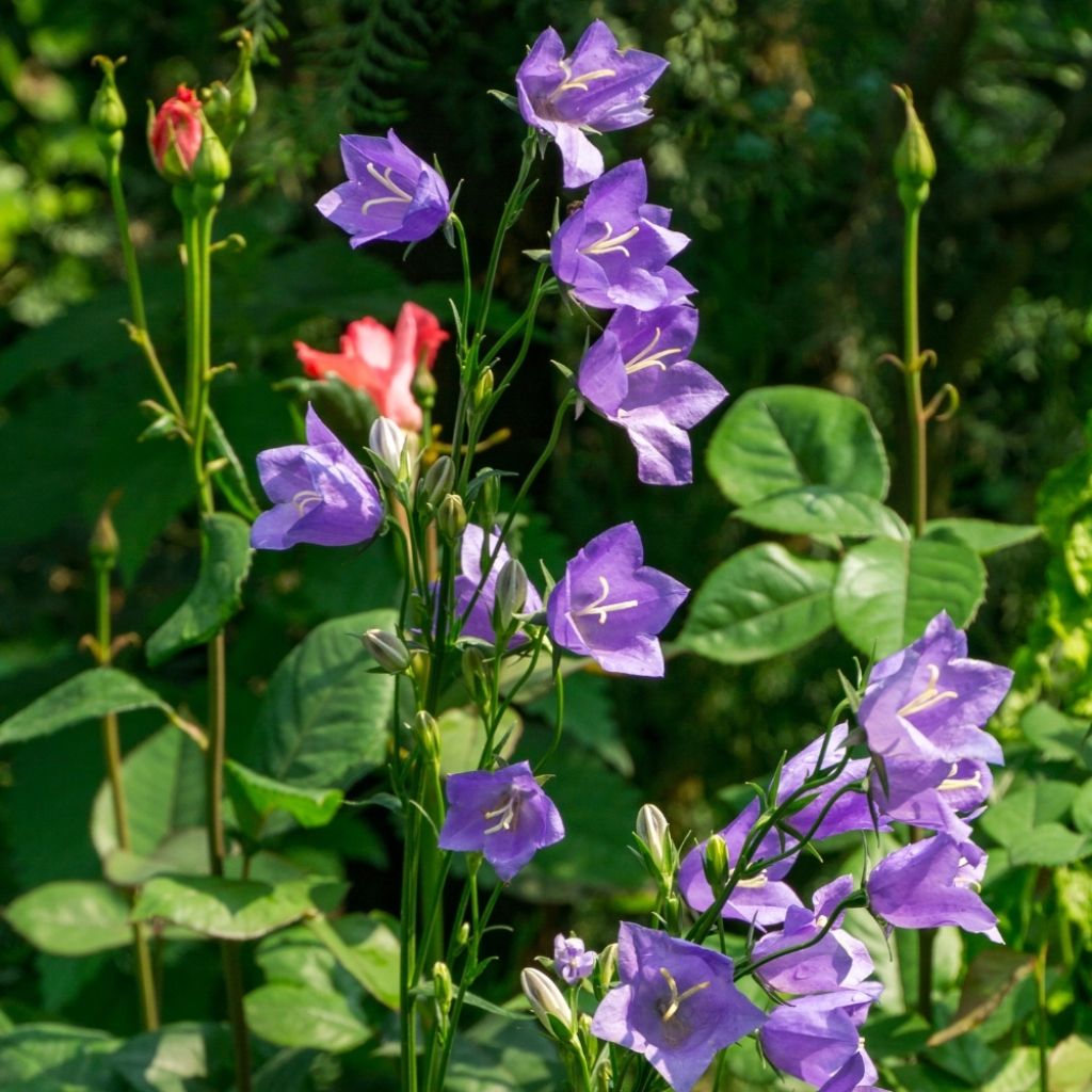 Campanule à feuilles de pêcher - Campanula persicifolia