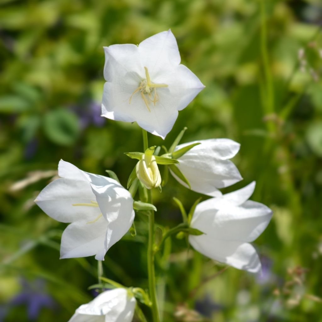 Campanule à feuilles de pêcher - Campanula persicifolia Alba