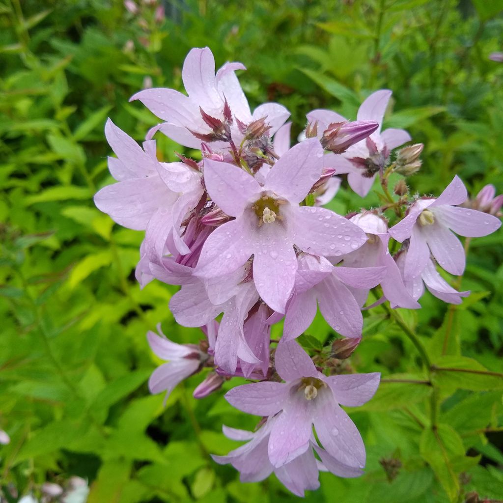 Campanula lactiflora Loddon Anna - Campanule laiteuse 