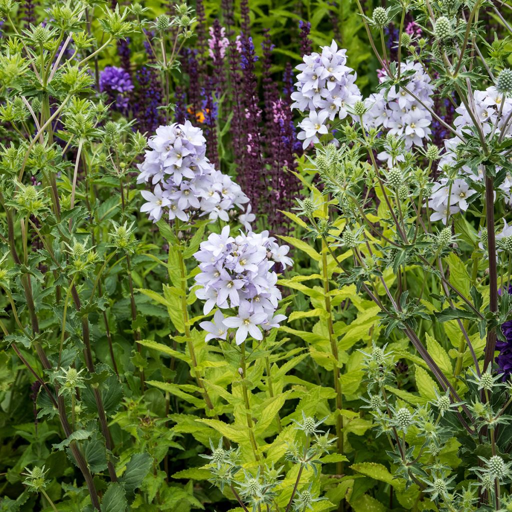Campanula lactiflora Loddon Anna - Campanule laiteuse 