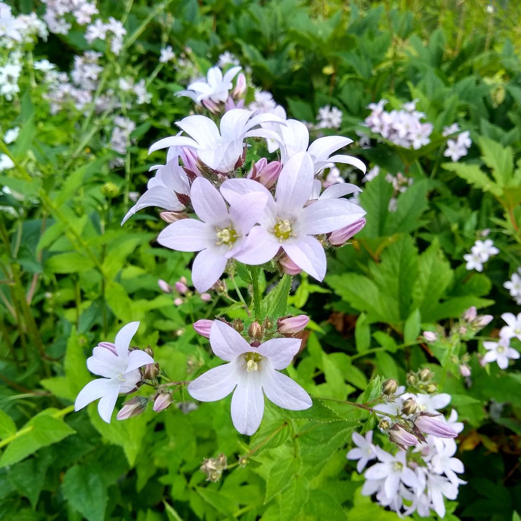 Campanula lactiflora Loddon Anna - Campanule laiteuse 