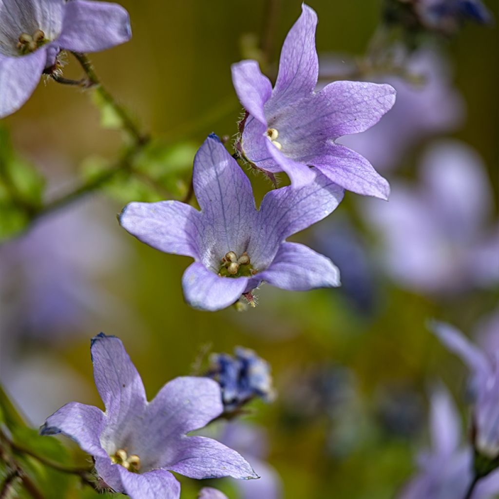 Campanula lactiflora Prichard's Variety - Campanule laiteuse 