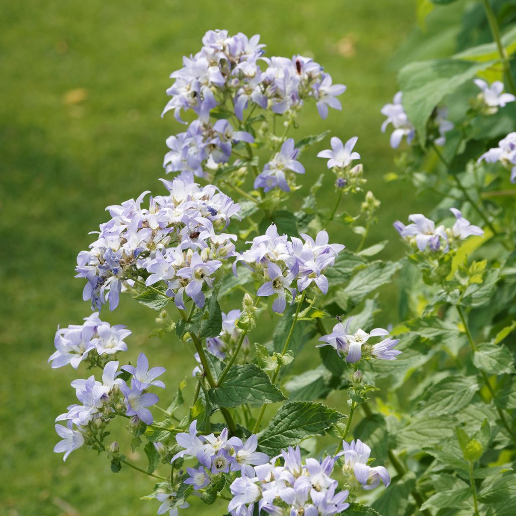 Campanula lactiflora Prichard's Variety - Campanule laiteuse 